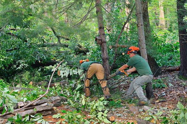 Trusted Rock Island, WA Tree Service Experts